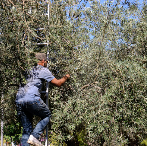 Man harvesting olives